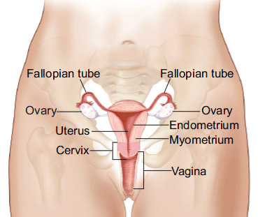 Diagram of Uterus - © 2009 Terese Winslow, U.S. Govt. has certain rights.