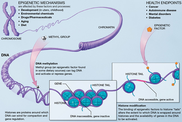 Figure 1: Epigenetic mechanisms are affected by several factors and processes including development in utero and in childhood, environmental chemicals, drugs and pharmaceuticals, aging, and diet. DNA methylation is what occurs when methyl groups, an epigenetic factor found in some dietary sources, can tag DNA and activate or repress genes. Histones are proteins around which DNA can wind for compaction and gene regulation. Histone modification occurs when the binding of epigenetic factors to histone tails; alters the extent to which DNA is wrapped around histones and the availability of genes in the DNA to be activated. All of these factors and processes can have an effect on people's health and influence their health possibly resulting in cancer, autoimmune disease, mental disorders, or diabetes among other illnesses. Image provided courtesy of NIH Common Fund.
