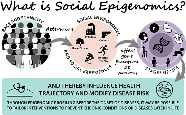 Figure 2: What is Social Epigenomics? Race and ethnicity determine social environment, and social experiences affect gene function at various stages of life, thereby influencing health trajectory and modifying disease risk. Through epigenomic profiling before the onset of diseases, it may be possible to tailor interventions to prevent chronic conditions or diseases later in life.