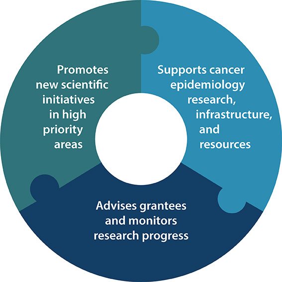 Promotes new scientific initiatives in high priority areas. Supports cancer epidemiology, research, infrastructure, and resources. Advises grantees and monitors research progress.